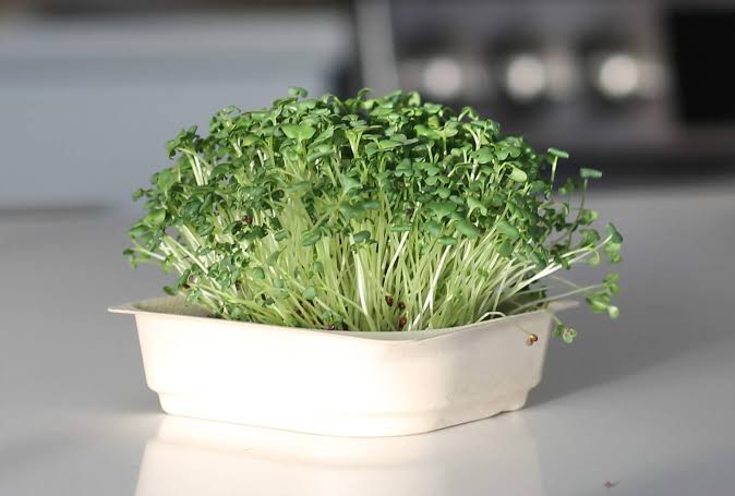 Broccoli Microgreens