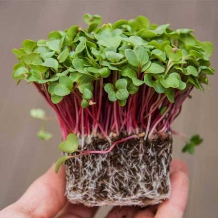 Pink Radish Microgreens